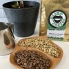 Photo showing close up of green and roasted Gateau a la Cannelle beans with bag of Gateau a la Cannelle, milk pitcher, and small coffee tree in the background.