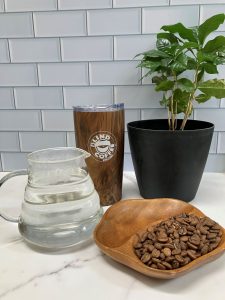 Kitchen counter with glass pitcher holding hot water, coffee tumbler, coffee tree, and bowl with roasted coffee beans